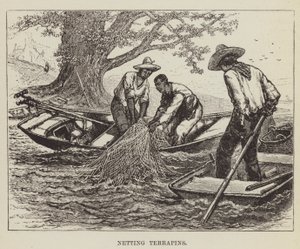 Netsætning af terrapiner af George Augustus Sala