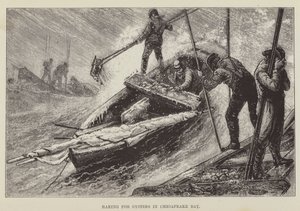 Rokning efter østers i Chesapeake Bay af George Augustus Sala