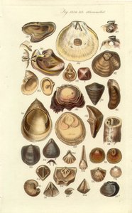 Conchological Manual Plate 11. Østers og andre skaller af George B. Sowerby