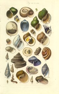 Conchological Manual Plate 15. Farverige skaller inklusive Abalone-skaller af George B. Sowerby