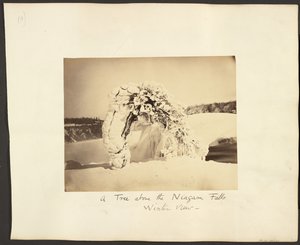 Et træ over Niagara-vandfaldene