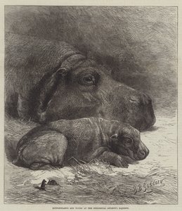 Flodhest og Ung ved Zoologisk Selskabs Haver af George Bouverie Goddard
