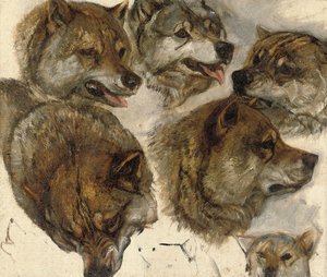 Studier af huskyer" hoveder af George Bouverie Goddard