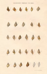 British Shells, c1859. af George Brettingham Sowerby