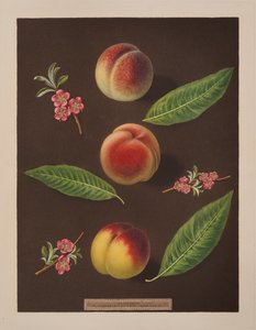 Kansler, Catherine og de gamle Newington ferskner (farve litho)