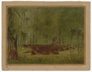 En kamp med peccaries - Caribbe af George Catlin