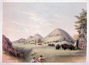 Bison jagt af George Catlin