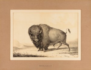 Buffalo Bull - nr. 2 af George Catlin