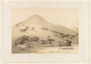 Bøffeljagt, jagt - nr. 6 af George Catlin