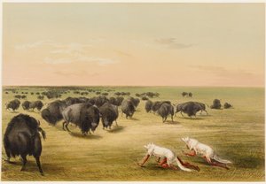 Bisonjagt under den hvide ulveskind af George Catlin