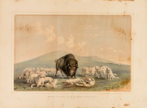 Bøffeljagt, hvide ulve angriber en bøffeltyr - nr. 10 af George Catlin