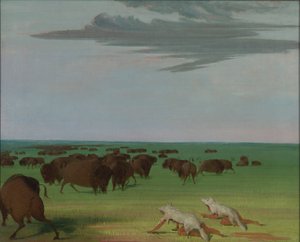 Bøffeljagt under ulveskindsmasken af George Catlin