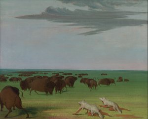 Bøffeljagt under ulveskindsmasken, 1832-1833. af George Catlin
