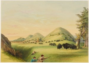 Bøffeljagt, tilnærmelse i en kløft af George Catlin