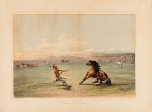 At fange den vilde hest - nr. 4 af George Catlin