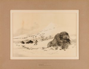 Døende bøffel - nr. 17 af George Catlin
