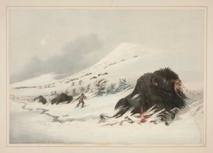Døende Buffalo Bull, i Snow Drift, pl. 17 fra North American Indian Portfolio af George Catlin