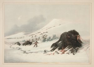 Døende bisontyr i en snedrive, tavle 17 fra Porteføljen over nordamerikanske indianere af George Catlin