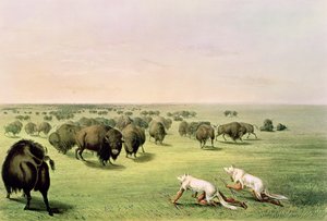 Jagtbøffel kamufleret med ulveskind, c.1832