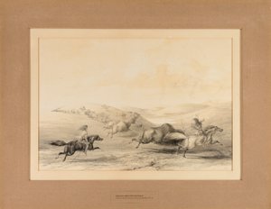 Indianere på bøffeljagt - nr. 29 af George Catlin