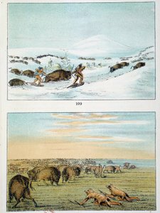 indianere i Amerika. Bisonjagt: Indianere bærer snesko for at jage om vinteren og dækker sig selv med ulveskind om sommeren. Illustration af George Catlin (1794-1872) af George Catlin