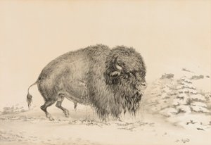 Alvorligt såret bøffel - nr. 16 af George Catlin