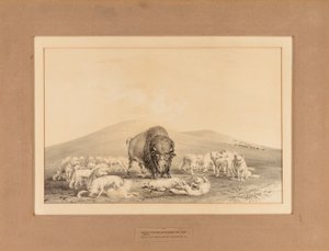 Hvide ulve angriber gamle bøfler - nr. 10 af George Catlin