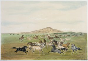 Vilde heste i leg (farvelitografi) af George Catlin