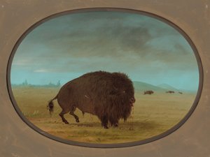 Såret Buffalo Bull, 18611869. af George Catlin