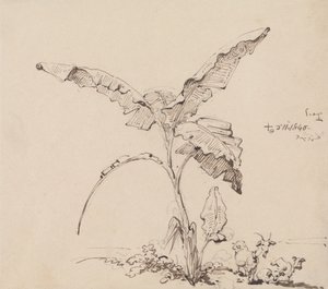 Geder under et banantræ af George Chinnery