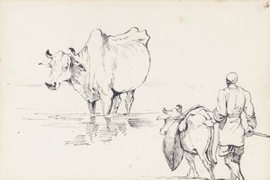 Studier af indiske kvæg (pen og blæk på papir) af George Chinnery