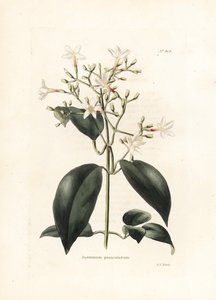 Jasmin (Jasminum paniculatum) - Litografi af George Cooke, for det britiske magasin Conrad Loddiges Botanical Cabinet (1738-1826) af George Cooke