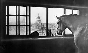 Hest med udsigt over St Paul