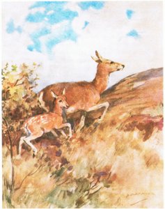 Tawny vendte sig og flygtede og opfordrede Rusty til at følge hende (farve litho) af George Denholm Armour