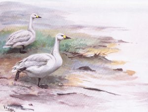 Bewicks svane (litografi) af George Edward Lodge