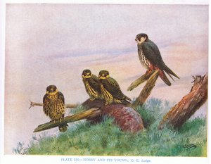 Hobby og unge, illustration fra 