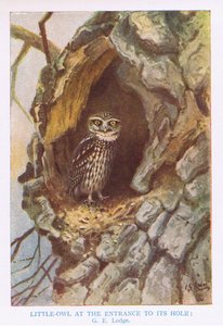 Lille ugle ved redehul, illustration fra 
