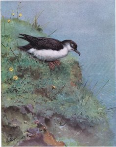 Manx-shearwater (litografi) af George Edward Lodge