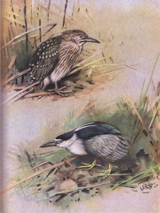 Nathejre (litografi)