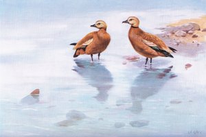 Ruddy Sheld Ducks (litografi)