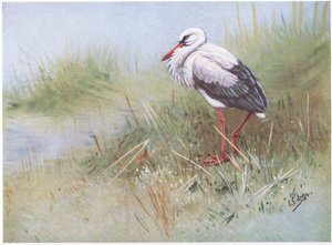 Hvid stork (litografi) af George Edward Lodge