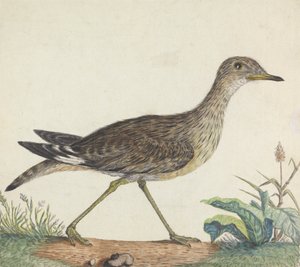 En Stenkurle af George Edwards