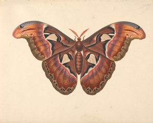 Atlas Moth af George Edwards