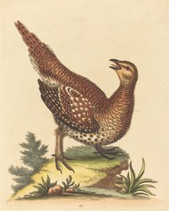 Brun plettet fugl. af George Edwards