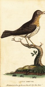 Lille drossel, Turdus minor., 1800 (gravering)
