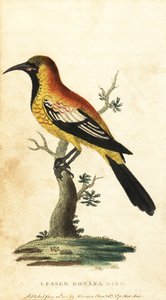 Oriole solsort, Gymnomystax mexicanus. ,1800 (gravering) af George Edwards