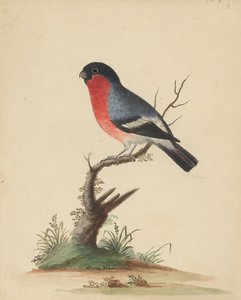 [Rødbrystet fugl] af George Edwards