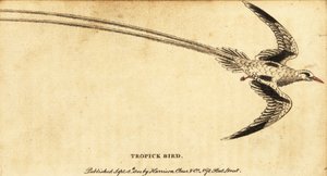 Rødnæbbet tropicbird, Phaethon aethereus., 1800 (gravering) af George Edwards