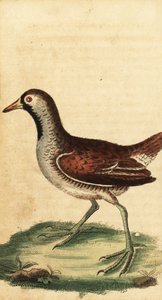 Sora, Porzana carolina. ,1800 (gravering) af George Edwards