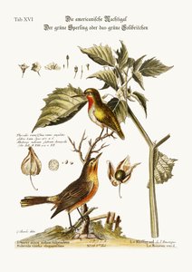 Den amerikanske nattergal. Den grønne spurv eller grøn kolibri, 1749-73